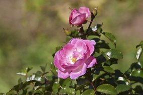 open pink rose blooming at autumn