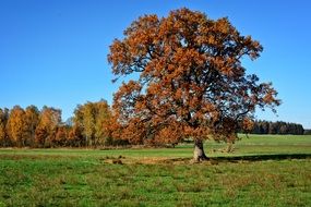 lonely tree in the autumn landscape