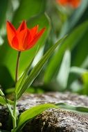 Tulip Red