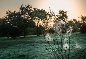 stunning park Landscape at dusk