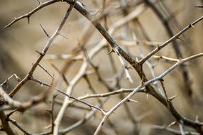 twisted branches with thorns