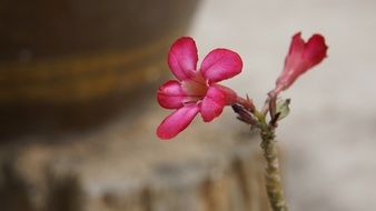 two rosebuds on the stem