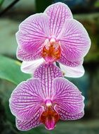 Close-up of the beautiful blooming, purple, pink and white orchid flowers