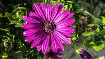 bright purple african daisy