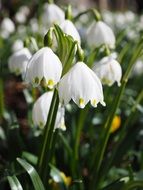 snowdrops as a spring flowers