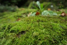 green fluffy moss in the forest