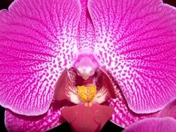 Orchid Flower Bright Violet macro photo