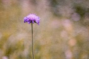 Scabiosa is a genus in the honeysuckle family