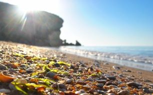 wet water plants and shells on the beach