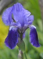 Closeup Picture of Iris Flower