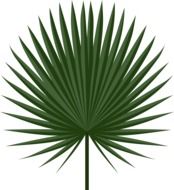 isolated tropic leaf