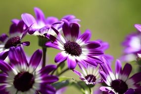 White and purple flowers