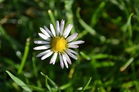 nice White Daisy Flowers