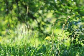 green grass is the scent of summer