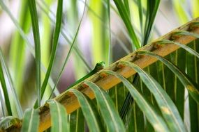 Cute green reptile in a grass