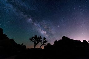 starry night in joshua tree national park