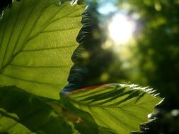 Green beech in spring