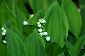 white lilies of the valley is a symbol of summer