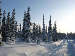 road through a winter forest on a sunny day