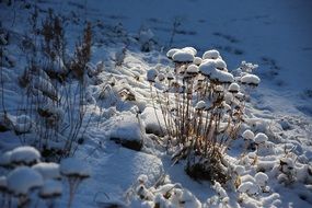 dry plants in the snow in the sunlight