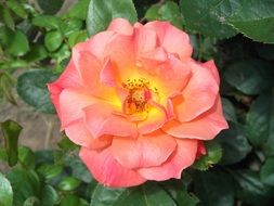 peach rose in the garden