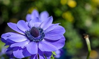 Anemone Spring Flower