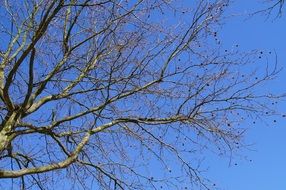 tree without leaves against the blue sky