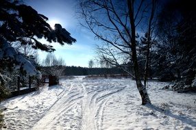 Forest Snow