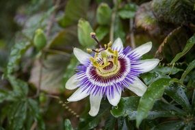 exotic passionflower on blurred background with green leaves