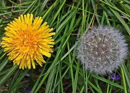 picturesque Dandelions
