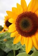 striking Sunflower Plant