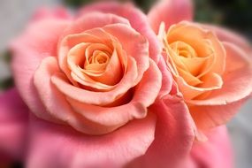 two pale pink roses close up