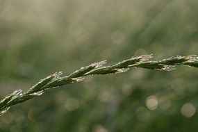 Grass Morgentau Green Dewdrop