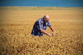 man on a golden wheat field