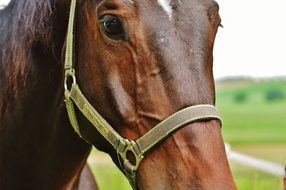 muzzle of a brown thoroughbred horse close up