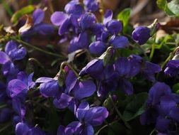 purple march violets