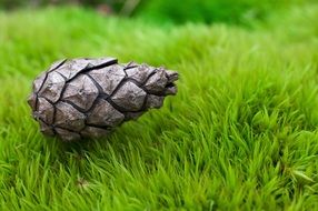 Macro photo of the cone on the grass