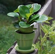 peperomia is a pepper plant