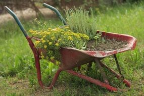 flowers planted in a wheelbarrow in the garden