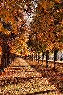 Schlosspark Charlottenburg Forest autumn path