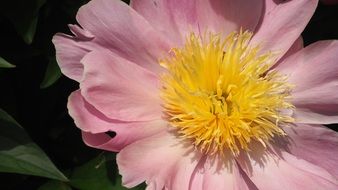 Yellow flower with the pink petals close-up on blurred background