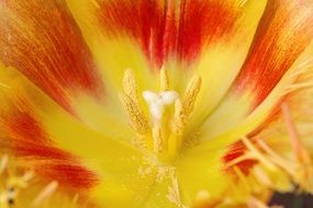 yellow middle of a tulip