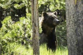 grizzly bear in a sunny forest