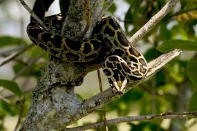 burmese python on a tree branch