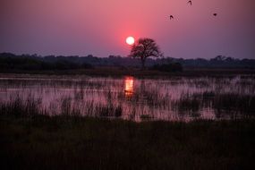 dawn in the swamp