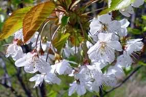 white bloom of trees in spring