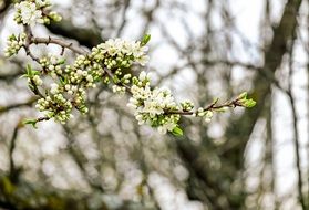 gorgeous Cherry Blossom