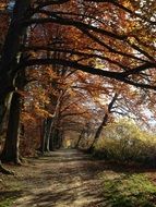 trail in the autumn forest on a sunny day