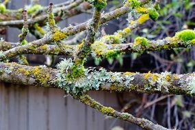 moss on tree branches