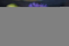 Flower Purple Garden